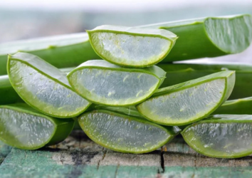 Exploring the Healing Power of Aloe Vera in Ayurveda