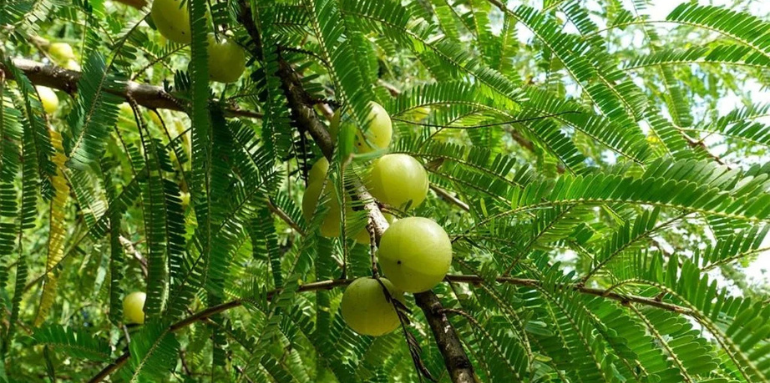 Amalaki: Unveiling the Marvels of Indian Gooseberry